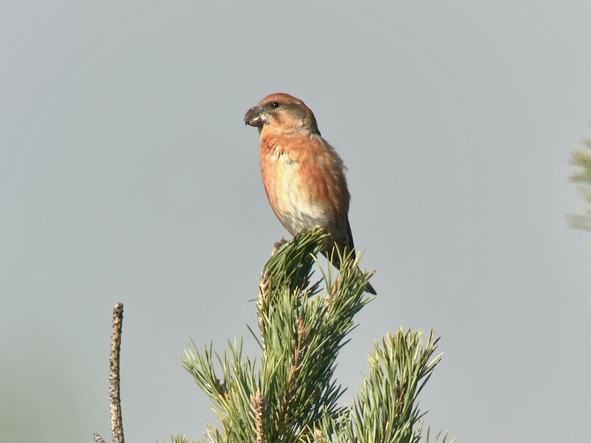 Parrot Crossbill - ML643687344