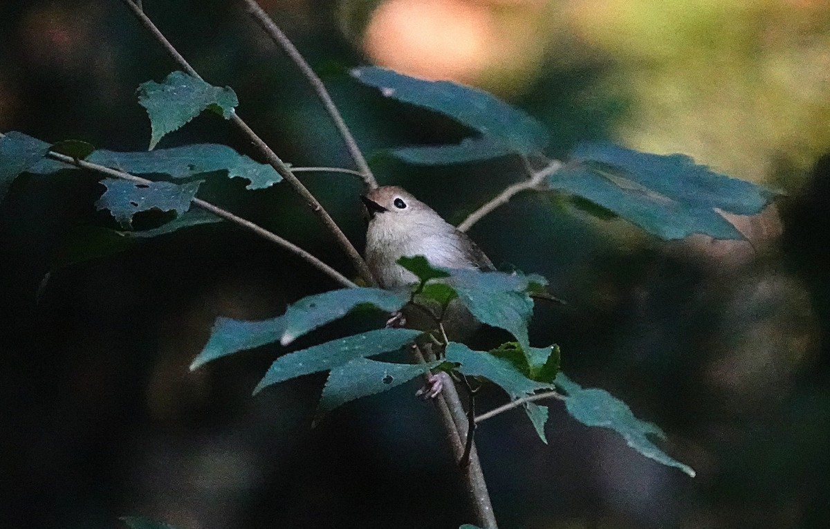 ハシナガヤブムシクイ - ML643687346