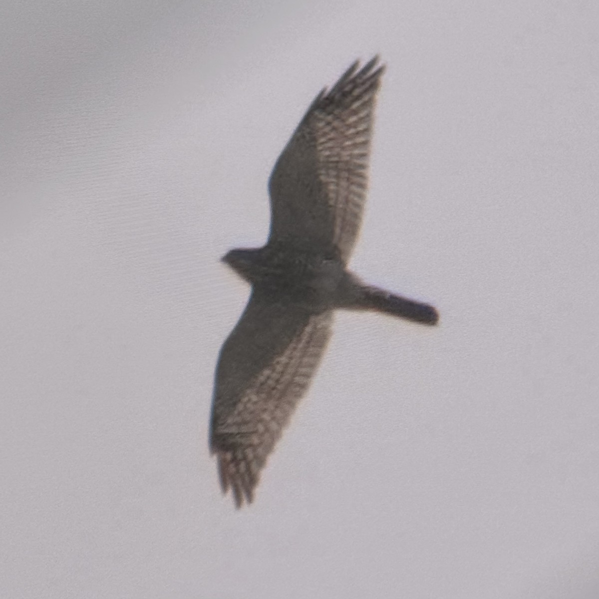 Gray-faced Buzzard - ML643687374