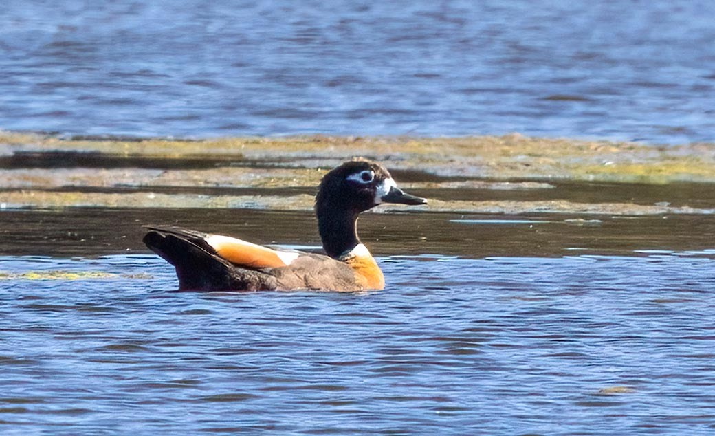 Australian Shelduck - ML643687378