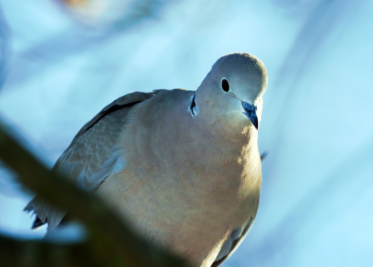 Eurasian Collared-Dove - ML643687382