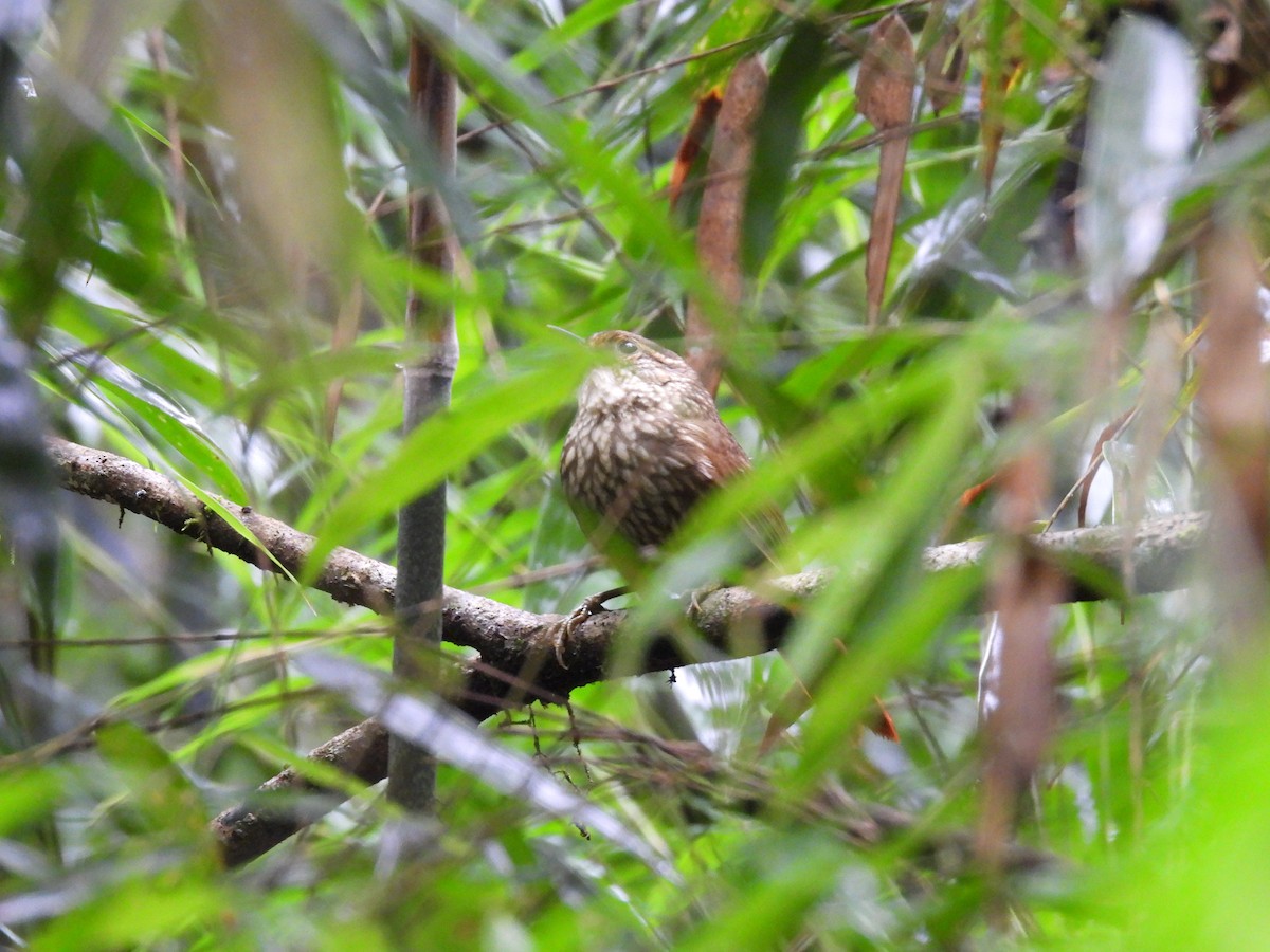 Buff-browed Foliage-gleaner - ML643687383