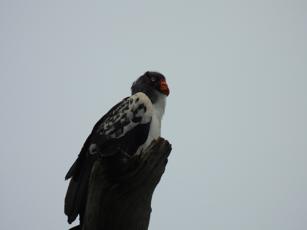 King Vulture - ML643687388