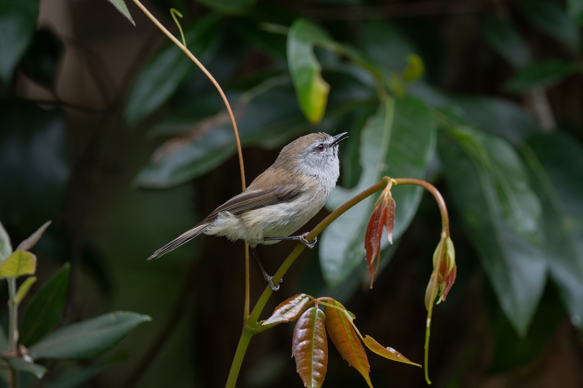 brungerygone - ML643687392