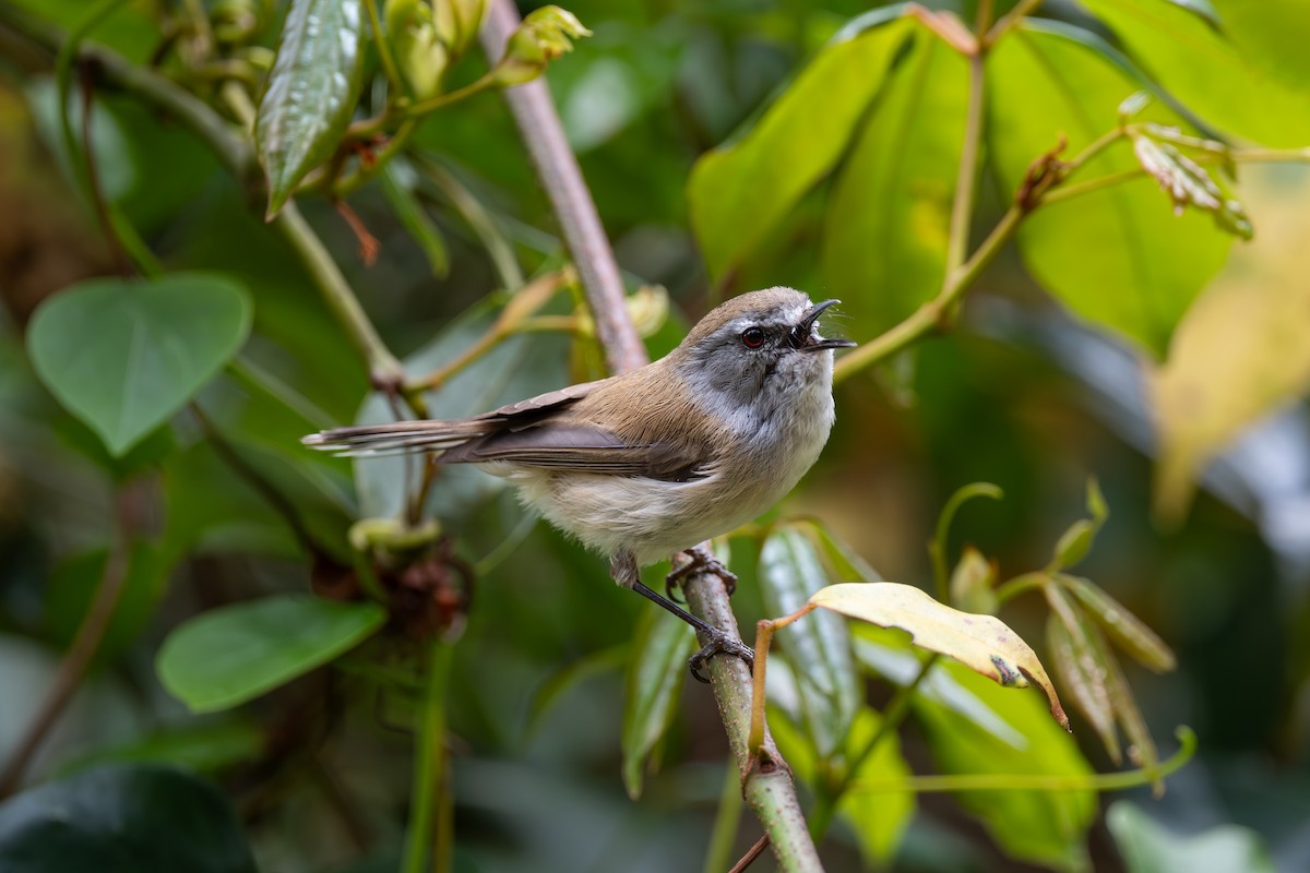 brungerygone - ML643687393