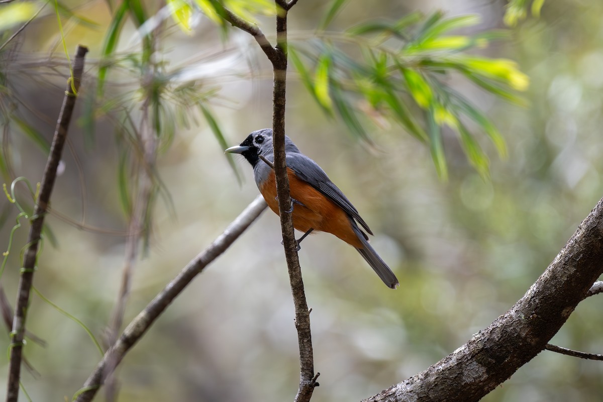 Black-faced Monarch - ML643687401