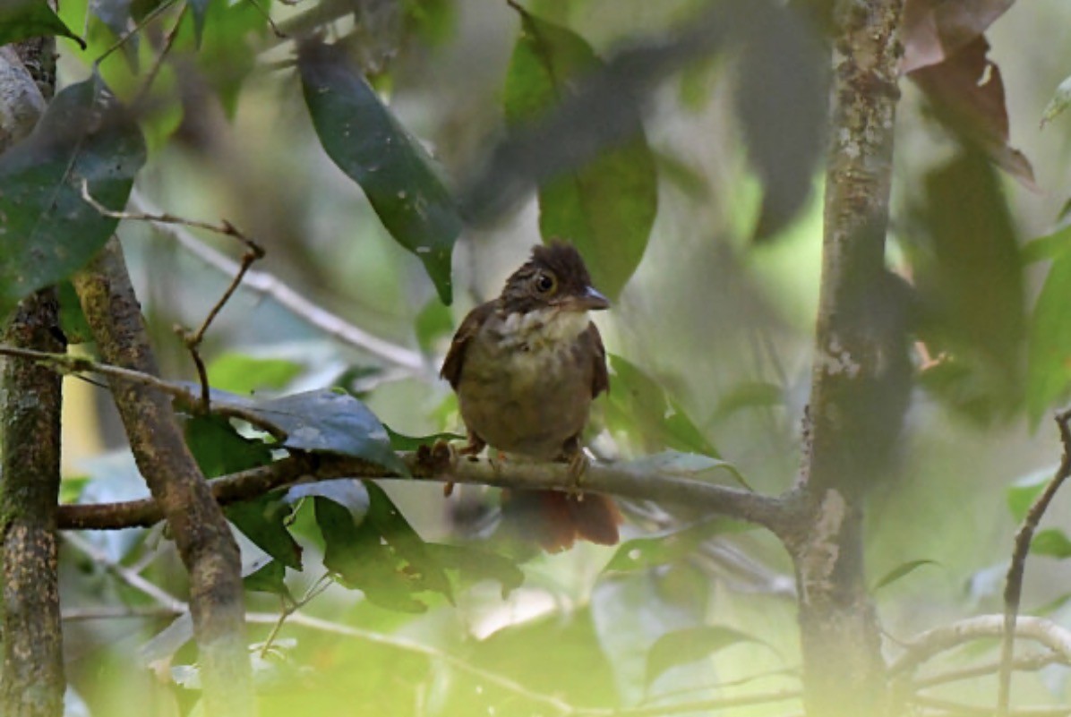 Para Foliage-gleaner - ML643687402