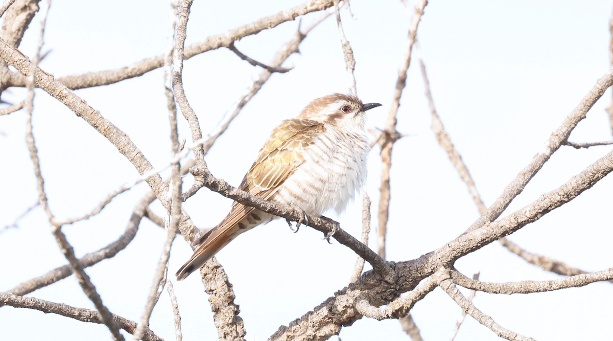 Horsfield's Bronze-Cuckoo - ML643687403