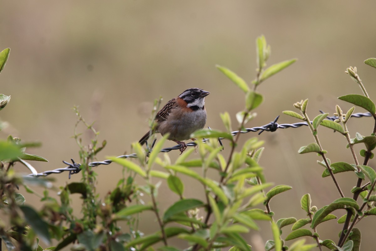Rufous-collared Sparrow - ML643687408