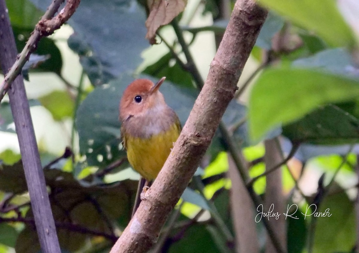 Rufous-headed Tailorbird - ML643687415