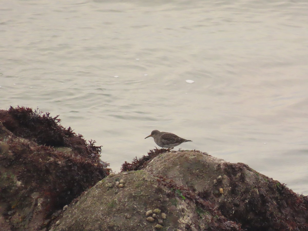 Purple Sandpiper - ML643687422
