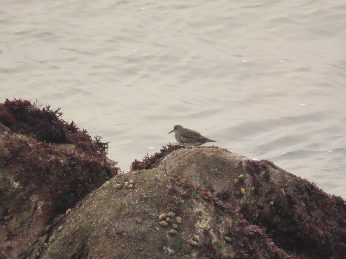 Purple Sandpiper - ML643687423