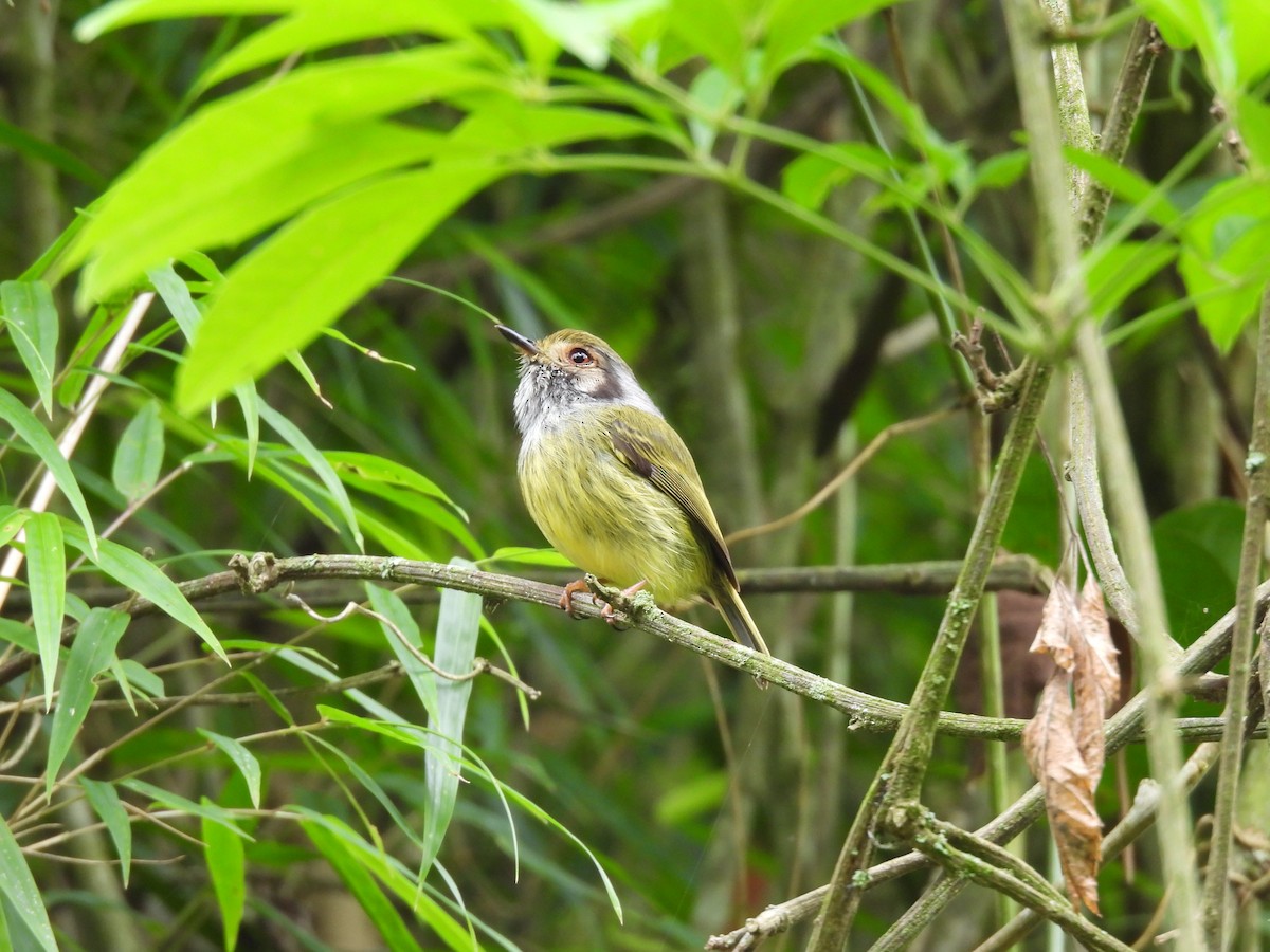 Eared Pygmy-Tyrant - ML643687434