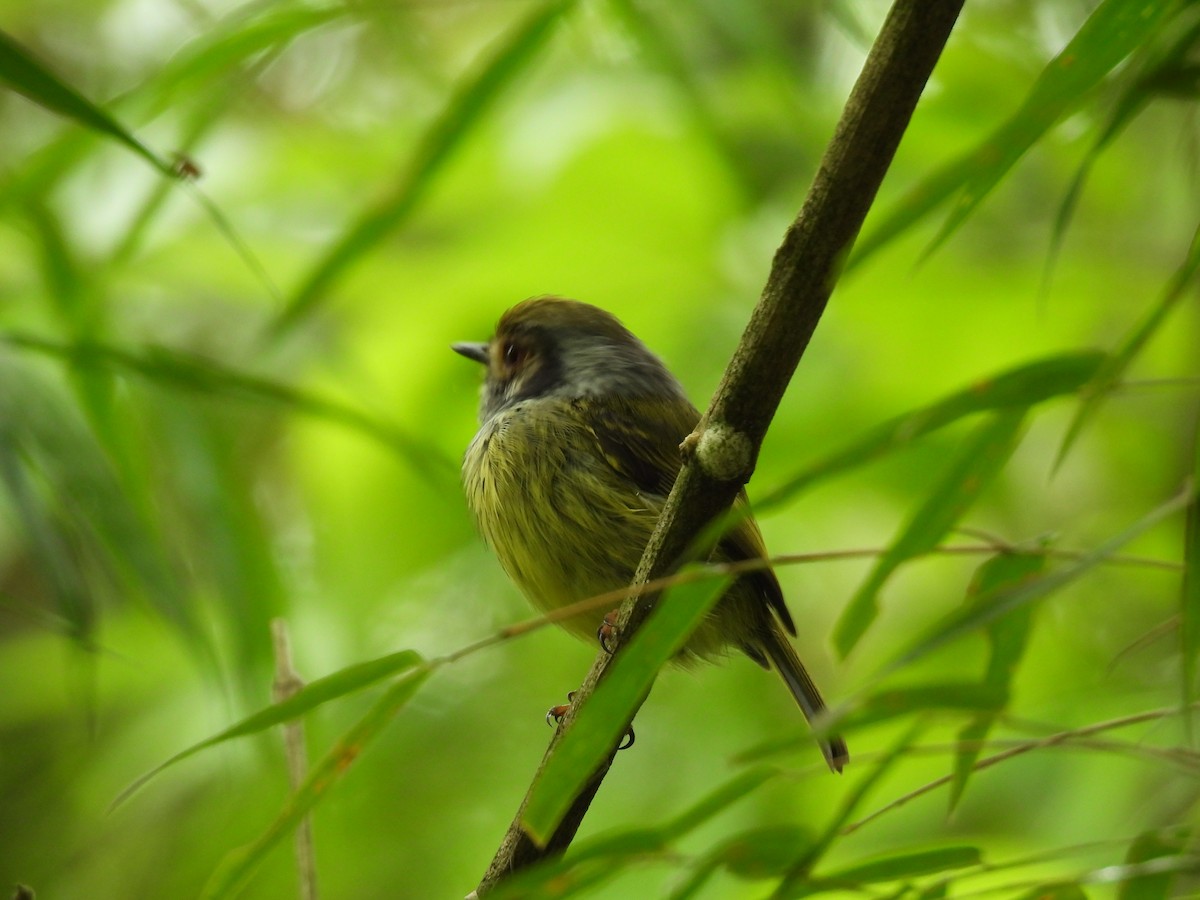 Eared Pygmy-Tyrant - ML643687436