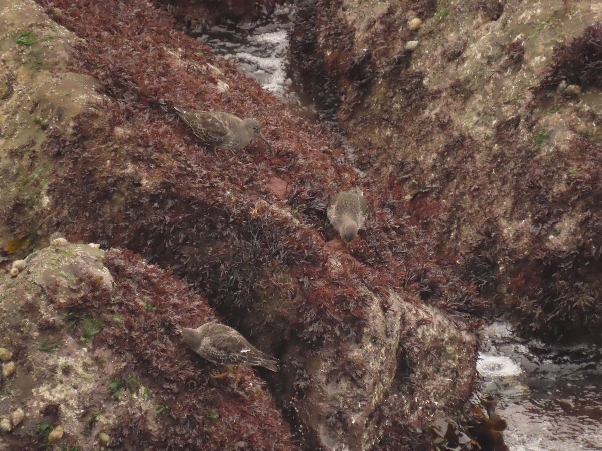 Purple Sandpiper - ML643687463