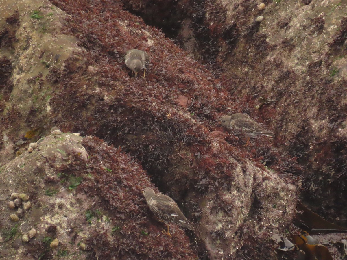 Purple Sandpiper - ML643687464