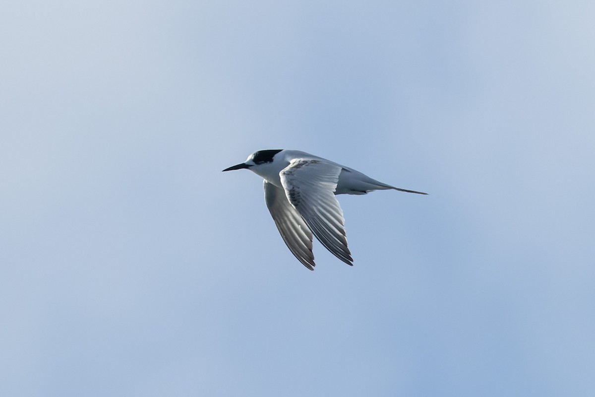 White-fronted Tern - ML643687480