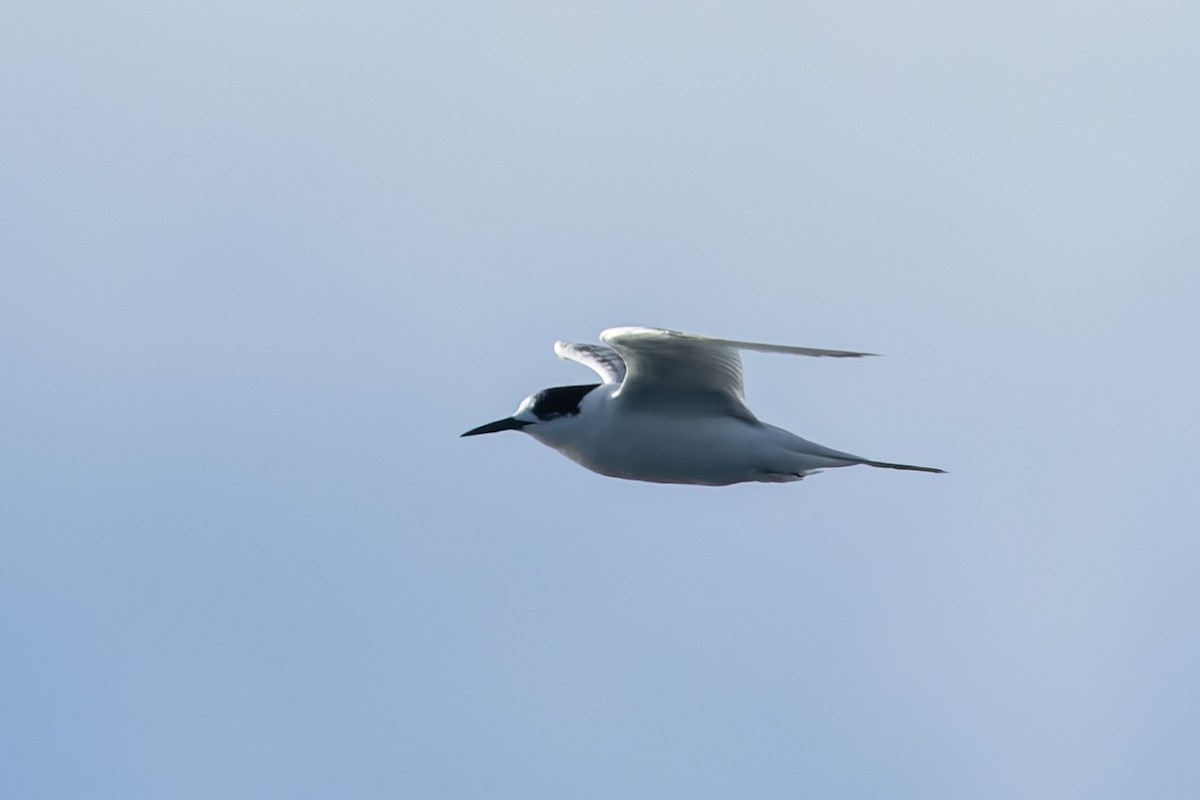 White-fronted Tern - ML643687481