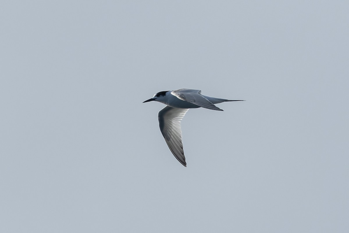 White-fronted Tern - ML643687482