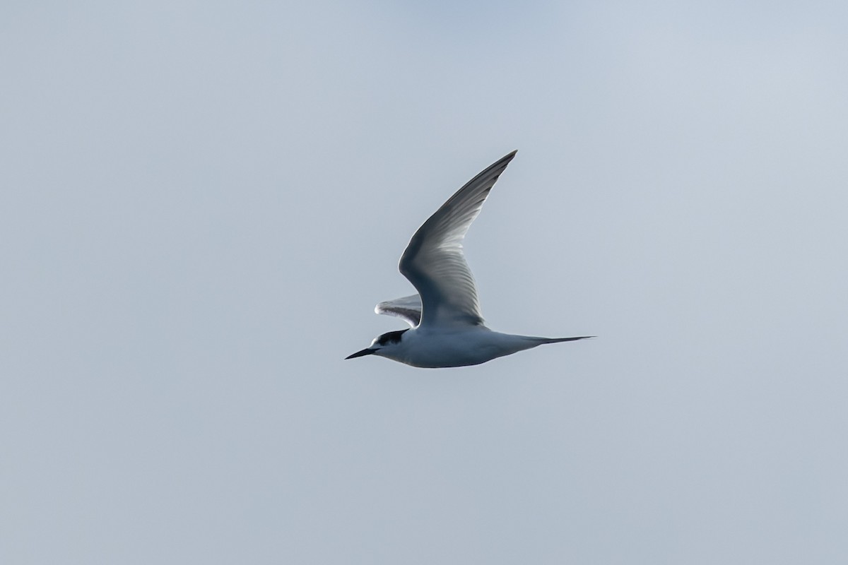 White-fronted Tern - ML643687483