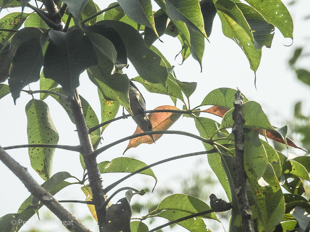 Common Tailorbird - ML643687487