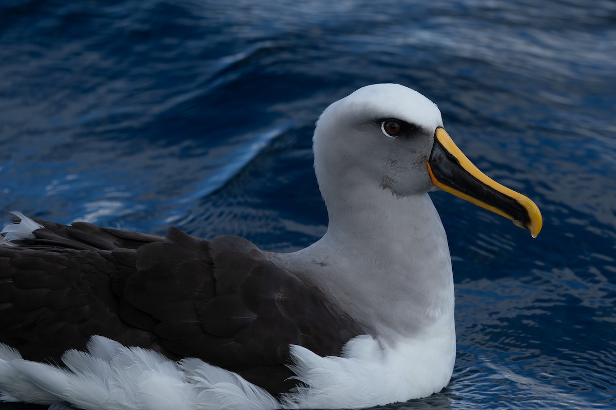 Buller's Albatross - ML643687488
