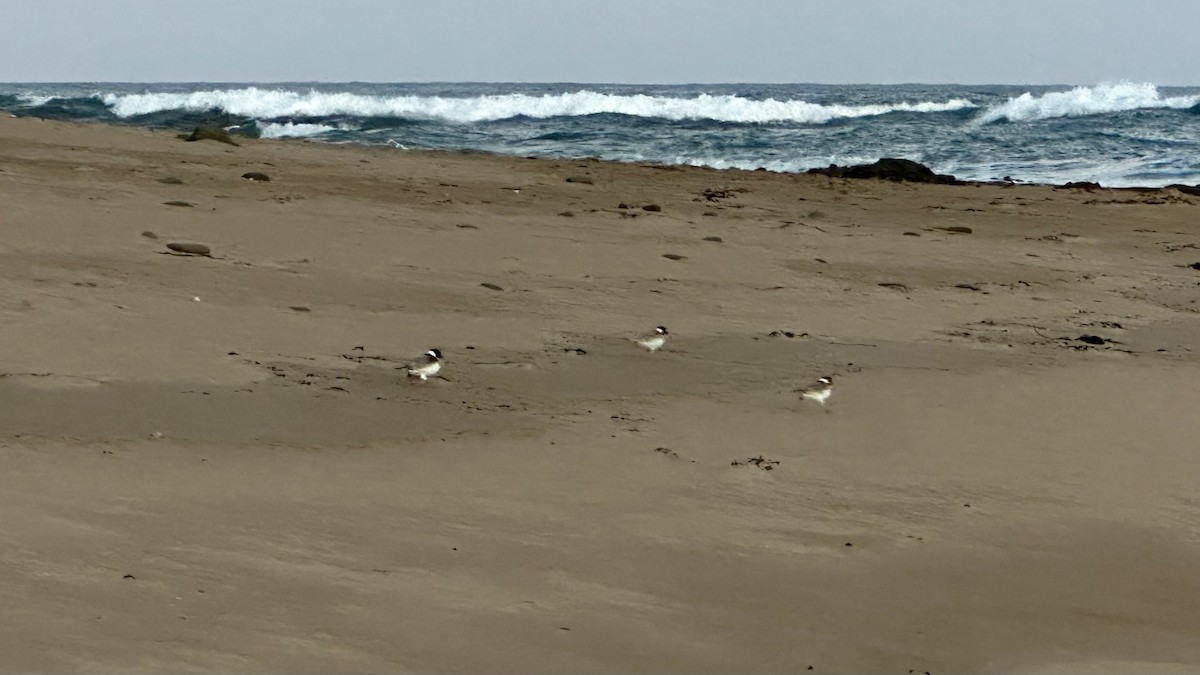 Hooded Plover - ML643687494