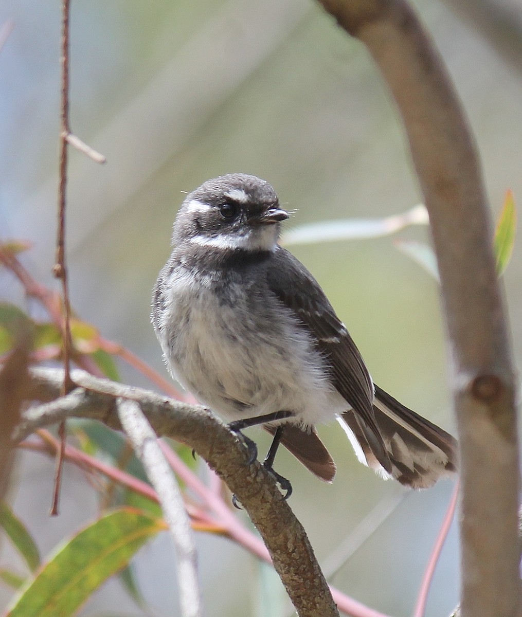 Gray Fantail - ML643687503