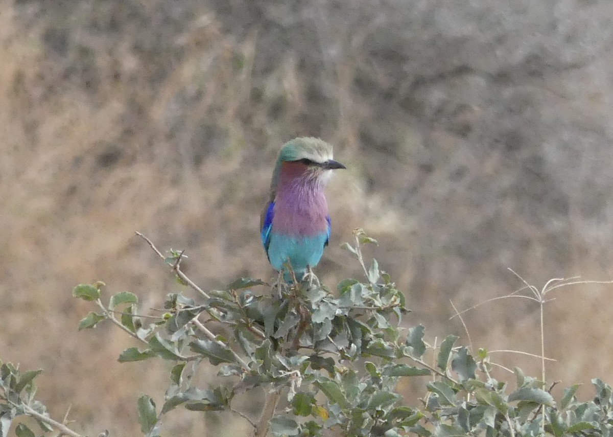 Lilac-breasted Roller - ML643687504