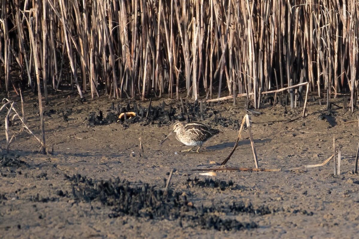 Common Snipe - ML643687544