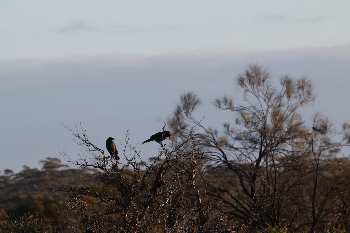 Little Crow - ML643687568