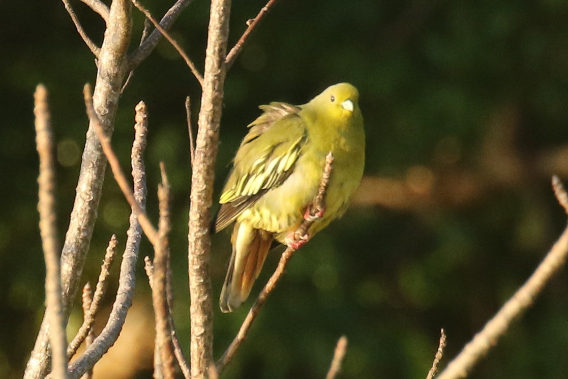 Orange-breasted Green-Pigeon - ML643687569