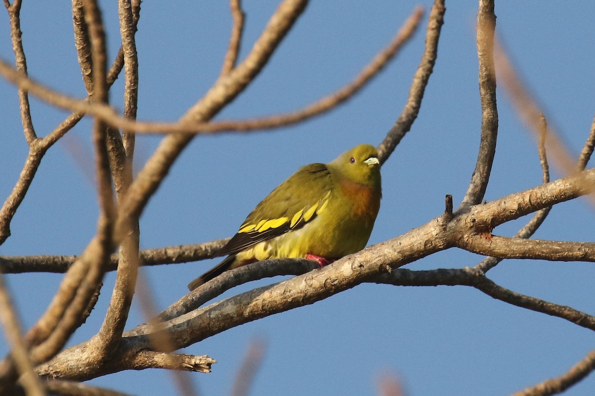 Orange-breasted Green-Pigeon - ML643687571