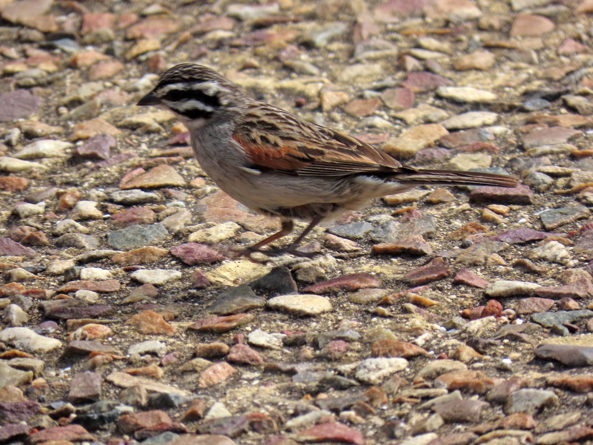 kappspurv - ML643687592