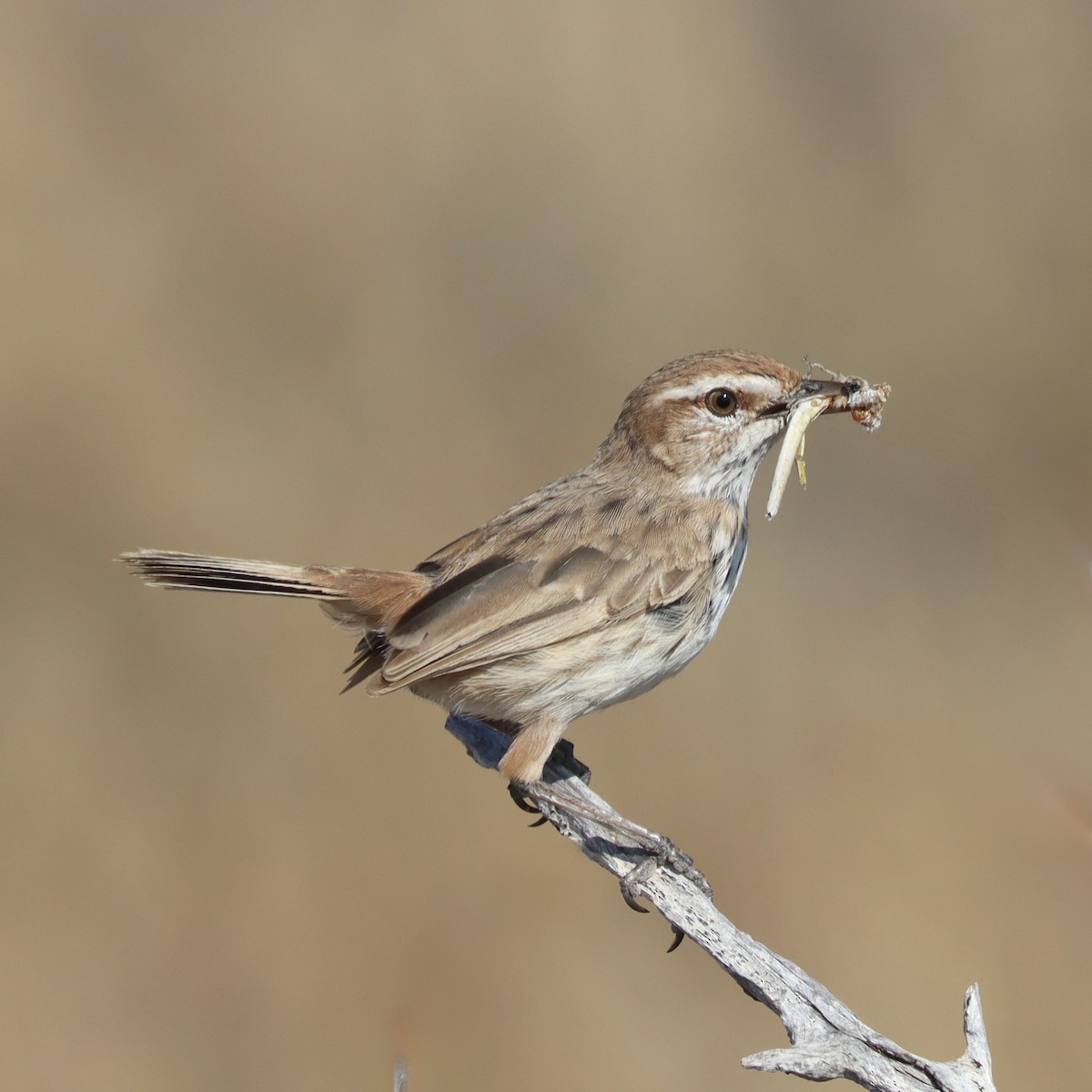 Rufous Fieldwren - ML643687593