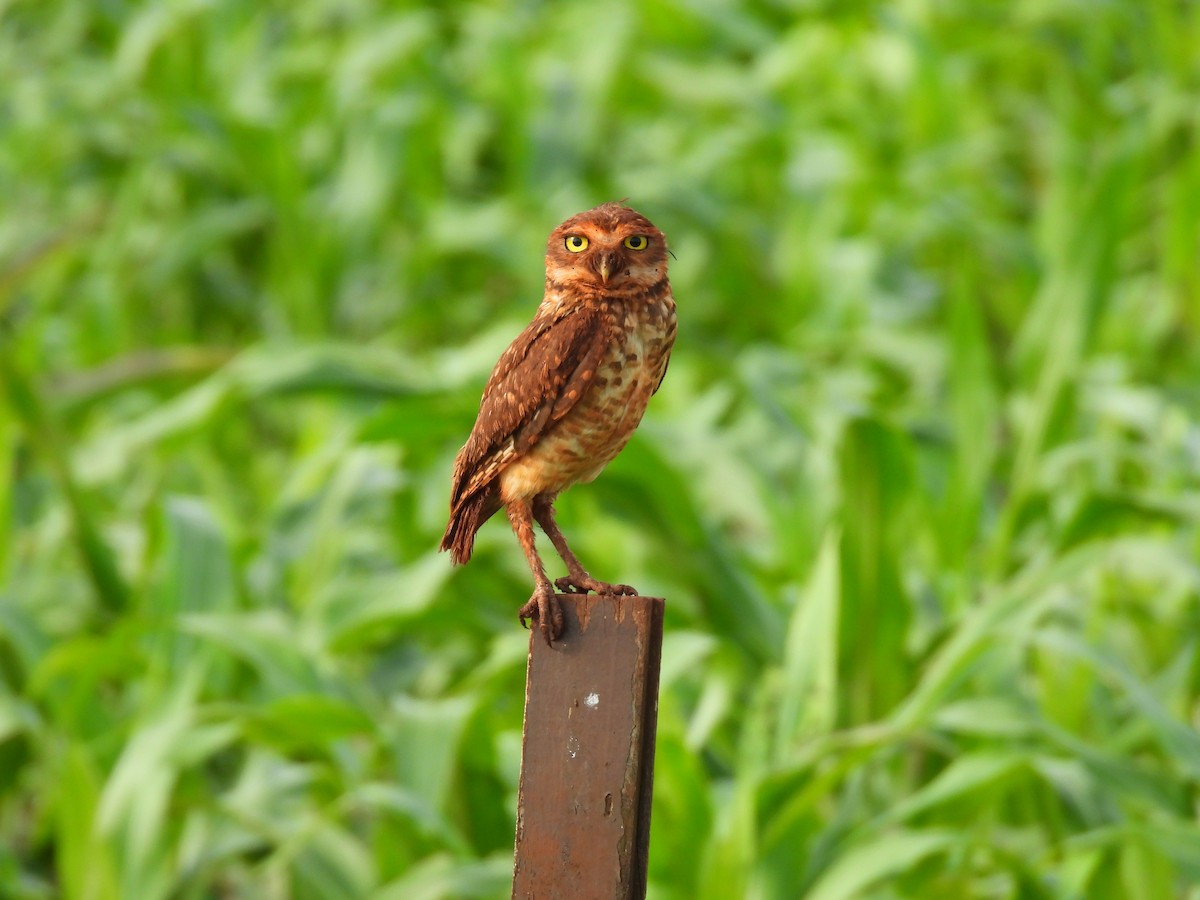 Burrowing Owl - ML643687594