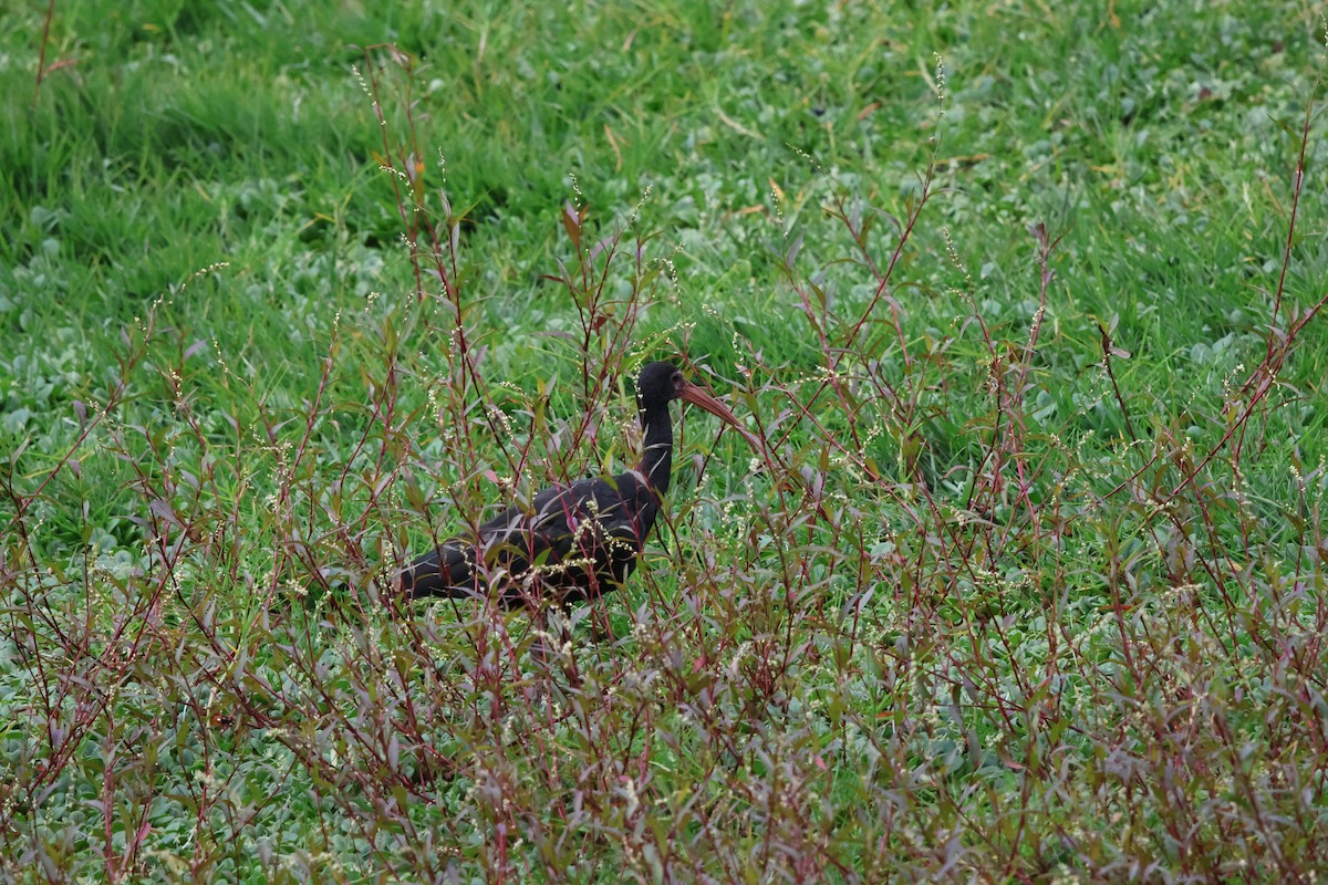 Bare-faced Ibis - ML643687596