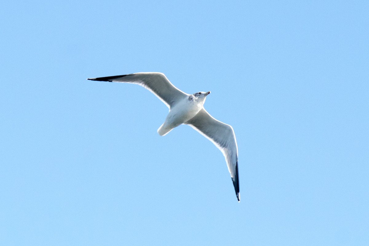 California Gull - ML643687604