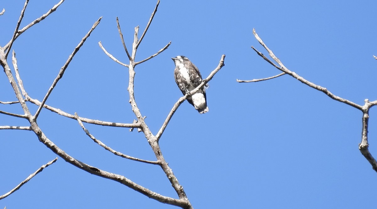 White-browed Purpletuft - ML643687605