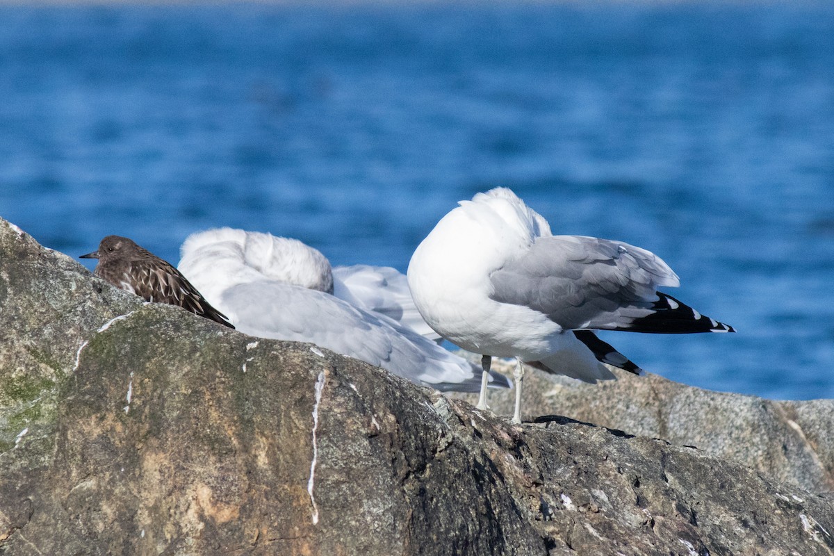 California Gull - ML643687606