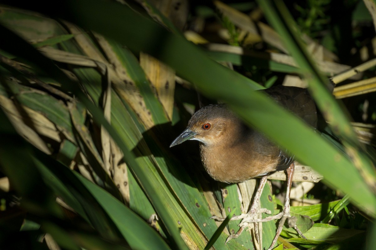 damrikse - ML643687607