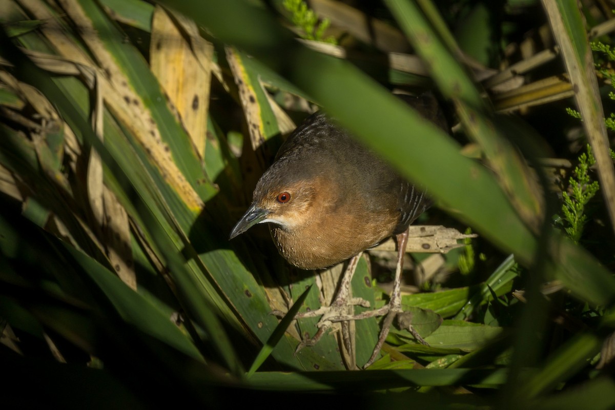 damrikse - ML643687608