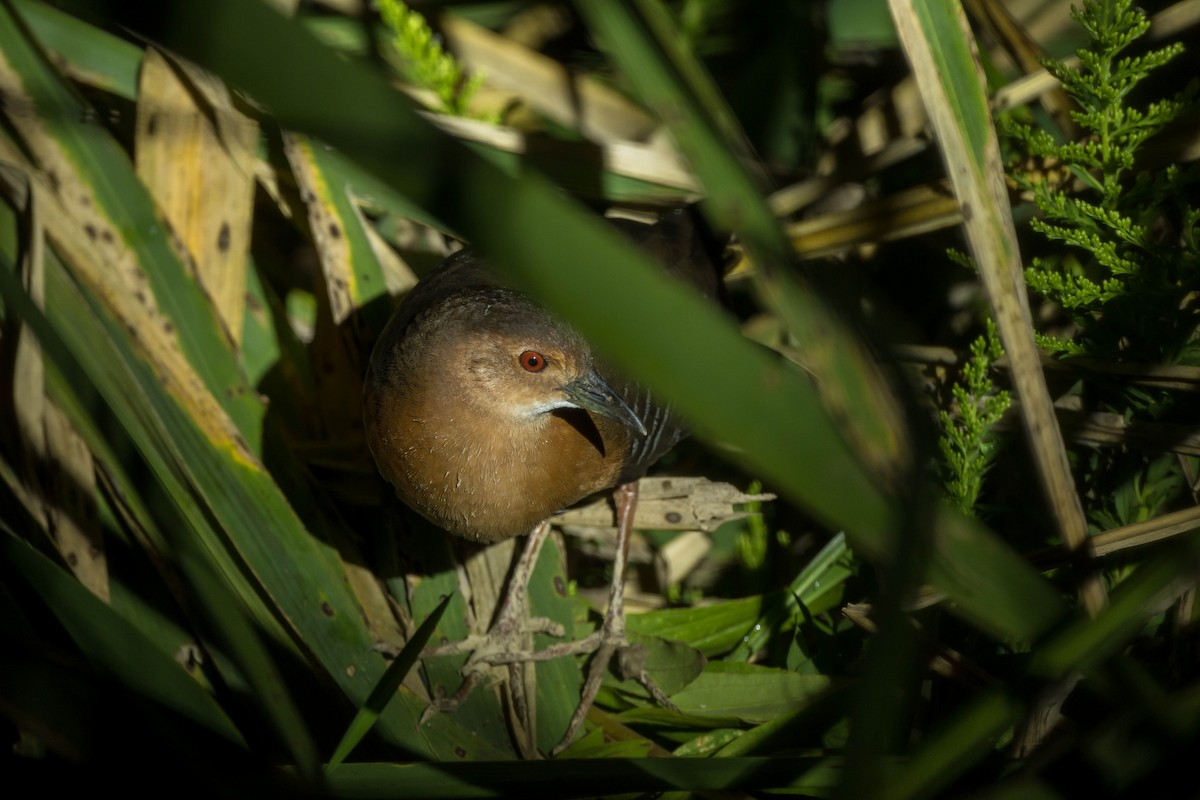 damrikse - ML643687609