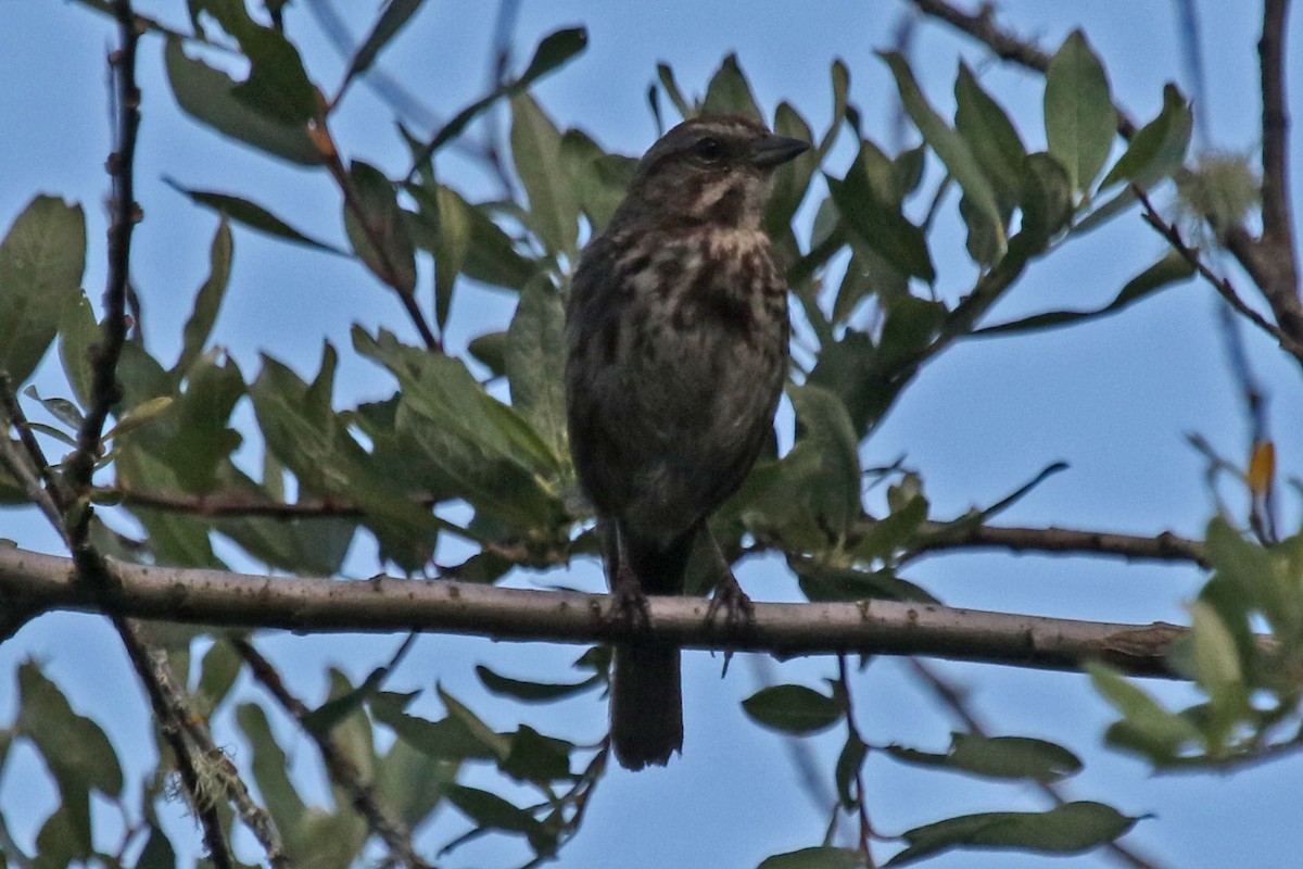 Song Sparrow - ML64368761