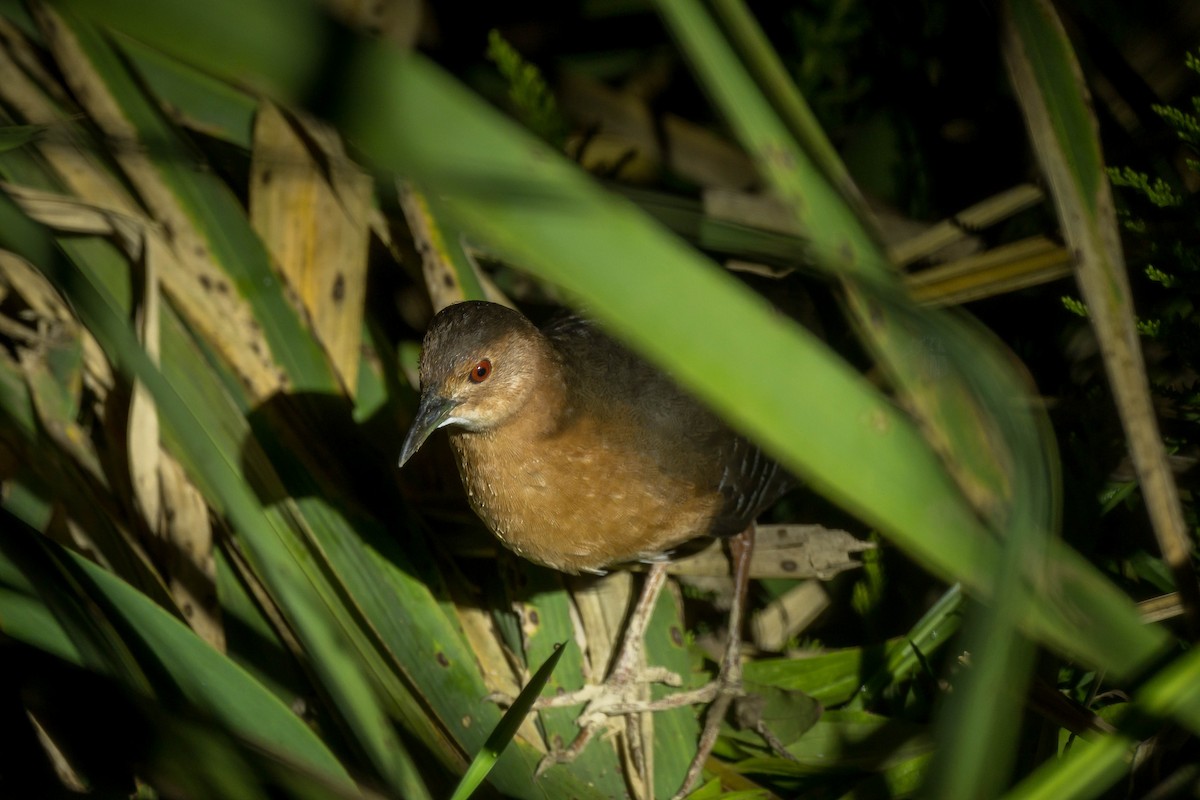 damrikse - ML643687610