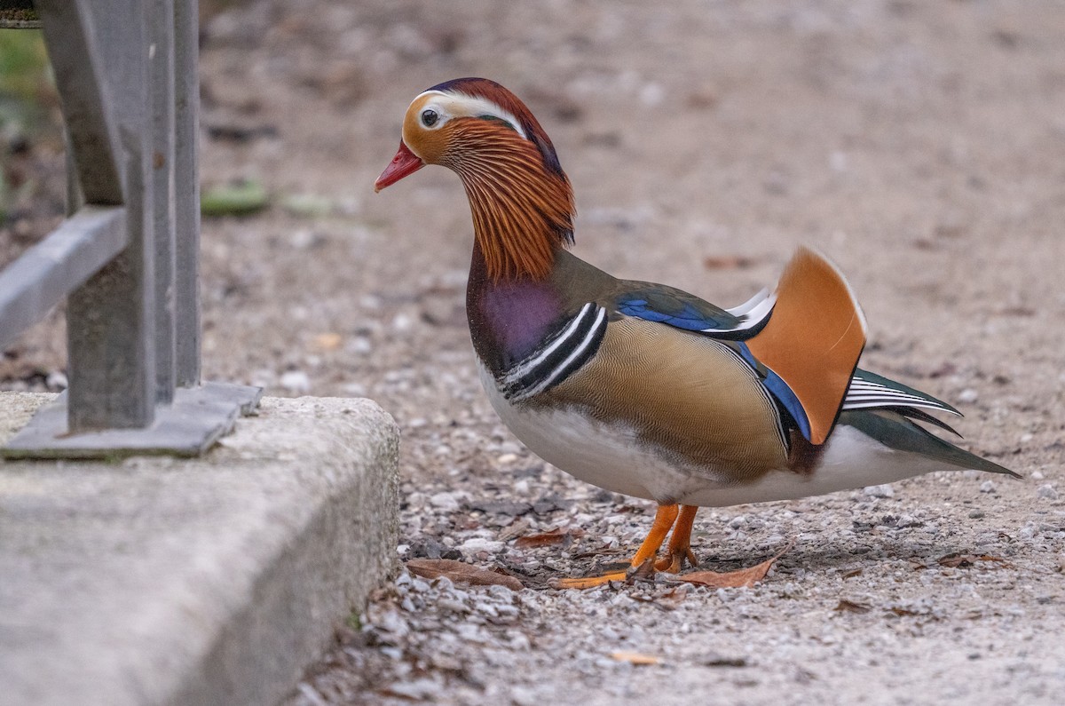 Mandarin Duck - ML643687611