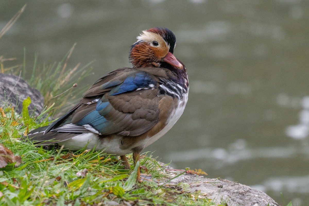 Mandarin Duck - ML643687612