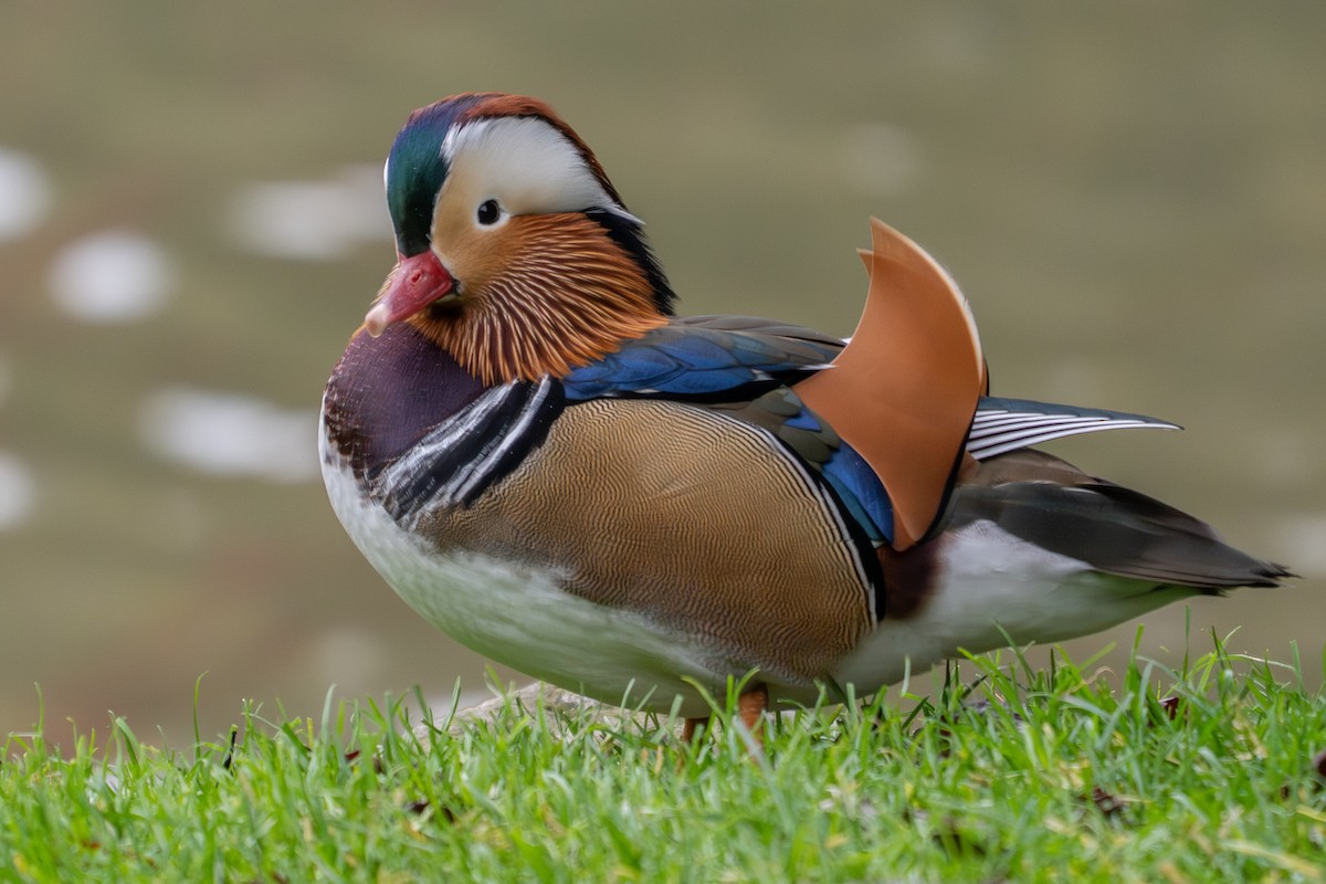 Mandarin Duck - ML643687613