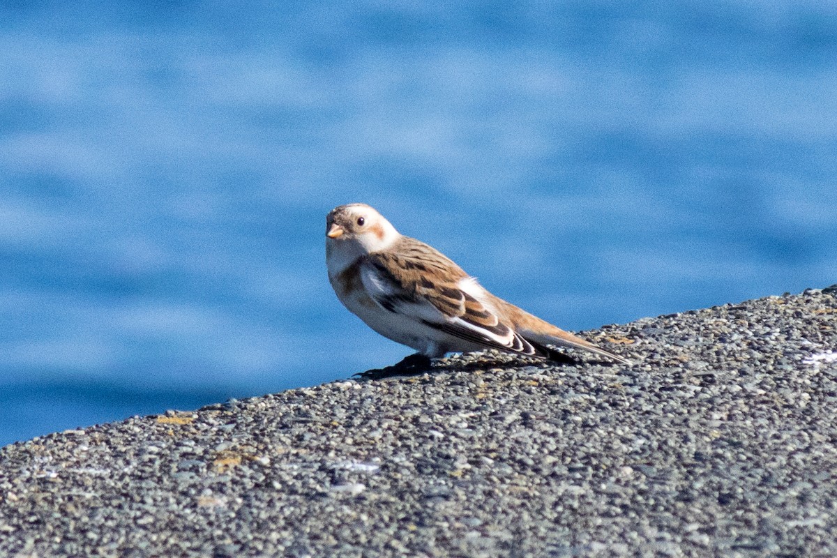 Цасч хөмрөг - ML643687621