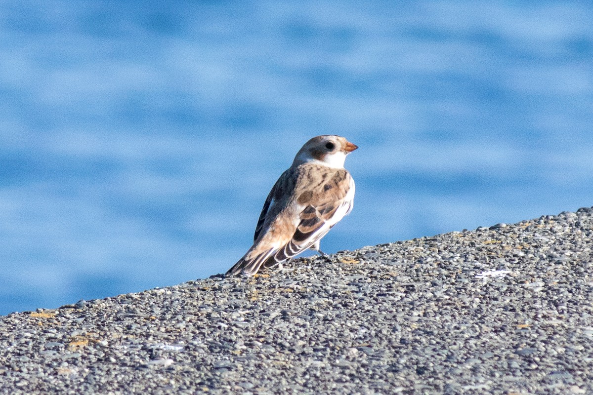 Цасч хөмрөг - ML643687622